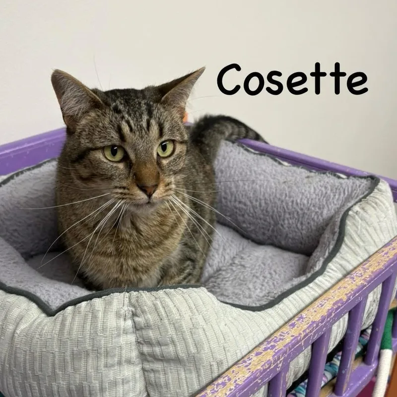 Cosette thumbnail 4