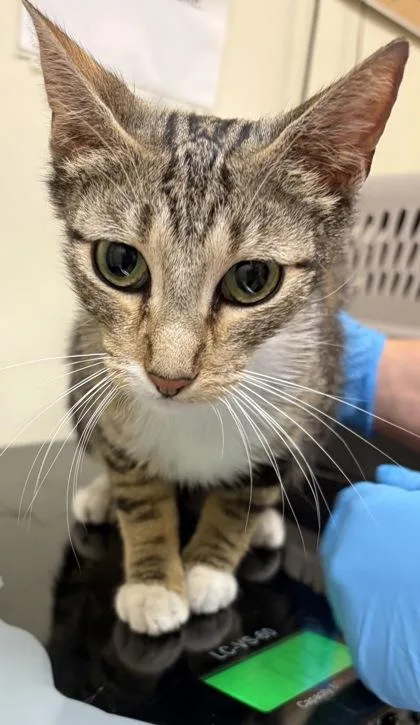 An adult small-sized female Domestic Short Hair cat named Yutu for adoption in West Chester, PA