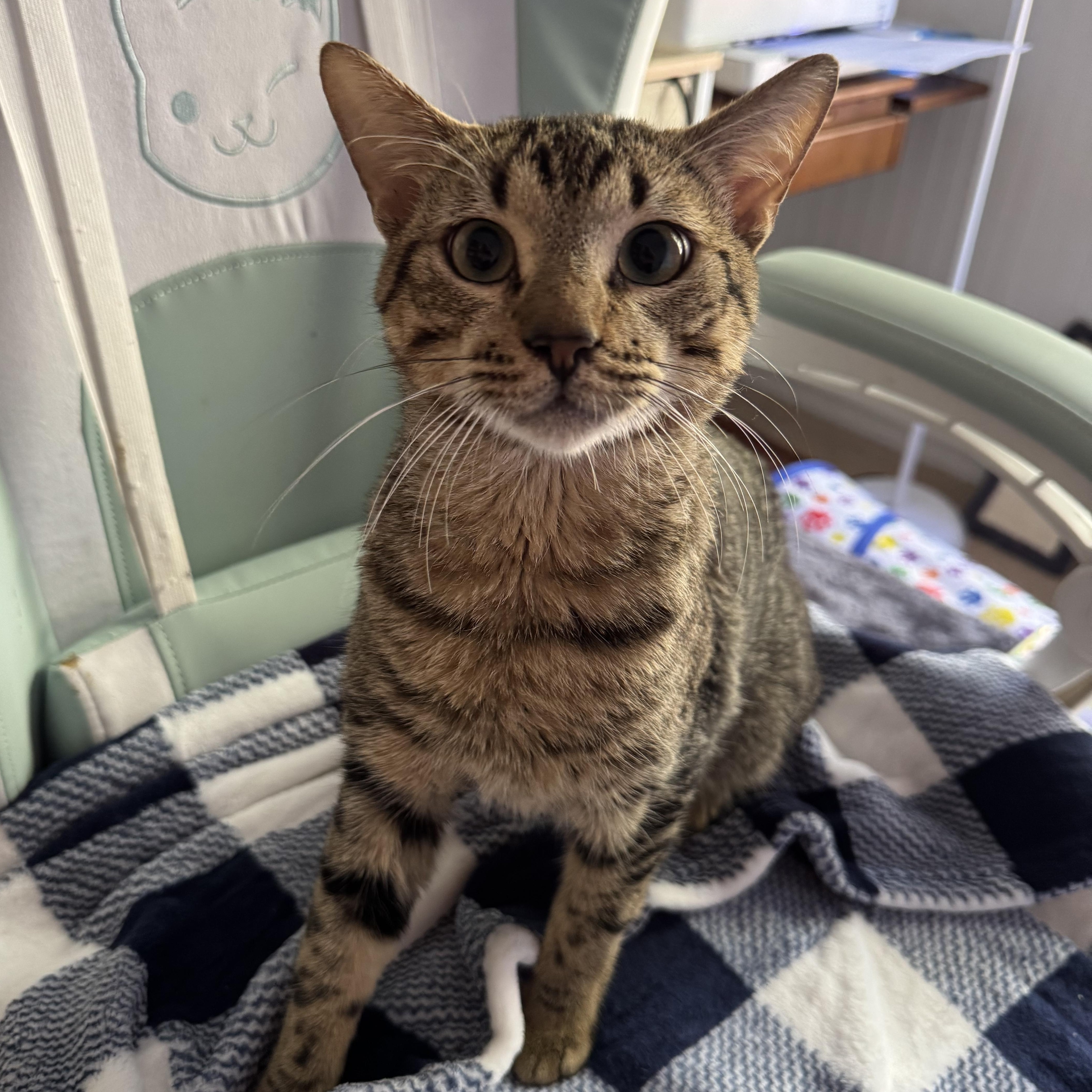 A young medium-sized male Tabby (Brown / Chocolate) Domestic Short Hair cat named Pastelito for adoption in Springfield, VA
