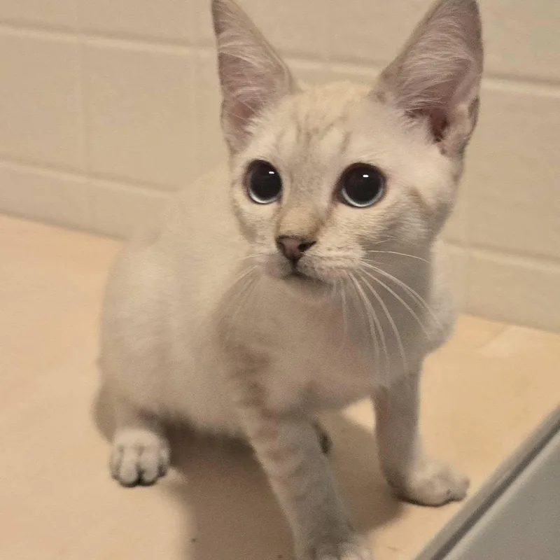 A baby medium-sized male Lilac Point Siamese cat named Hutch for adoption in Queen Creek, AZ