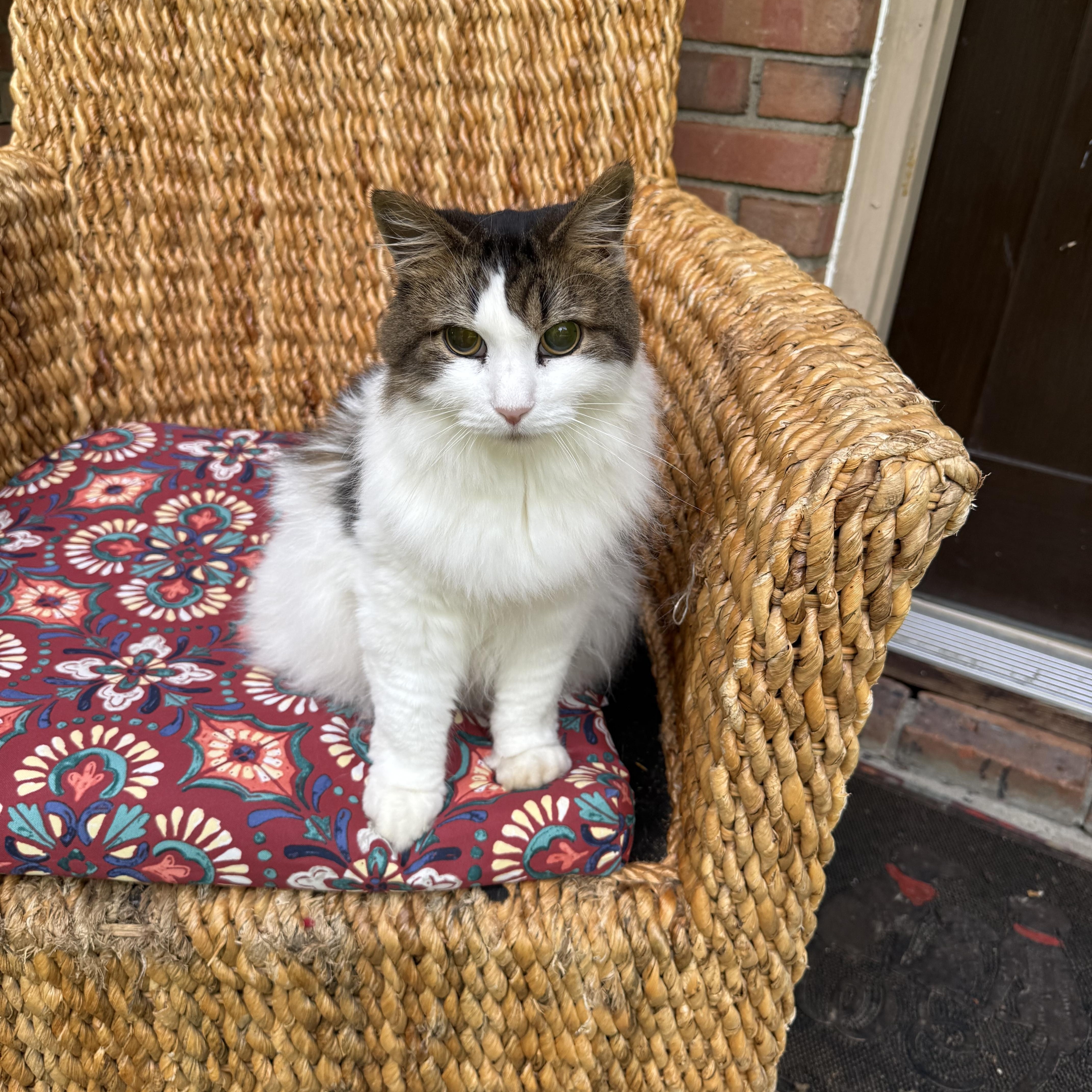 An adult medium-sized female Domestic Long Hair cat named Stella for adoption in Pleasant Valley, NY