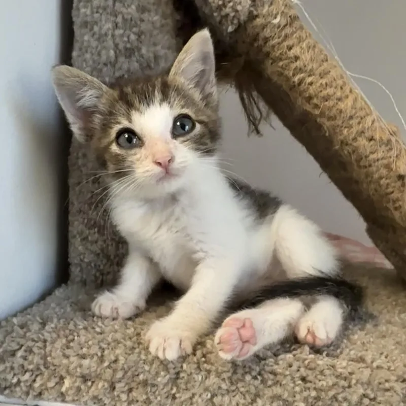 A baby small-sized female Domestic Short Hair cat named Myca for adoption in Archbold , OH