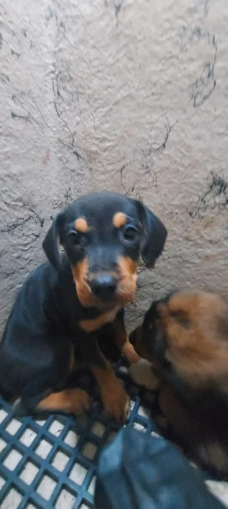 Roxy