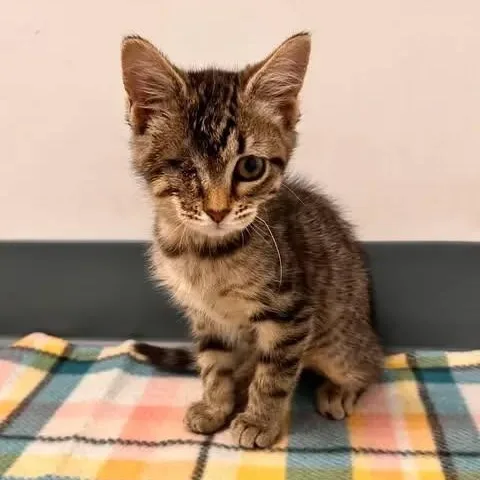 A baby medium-sized female Domestic Short Hair cat named Fauna for adoption in Monon, IN