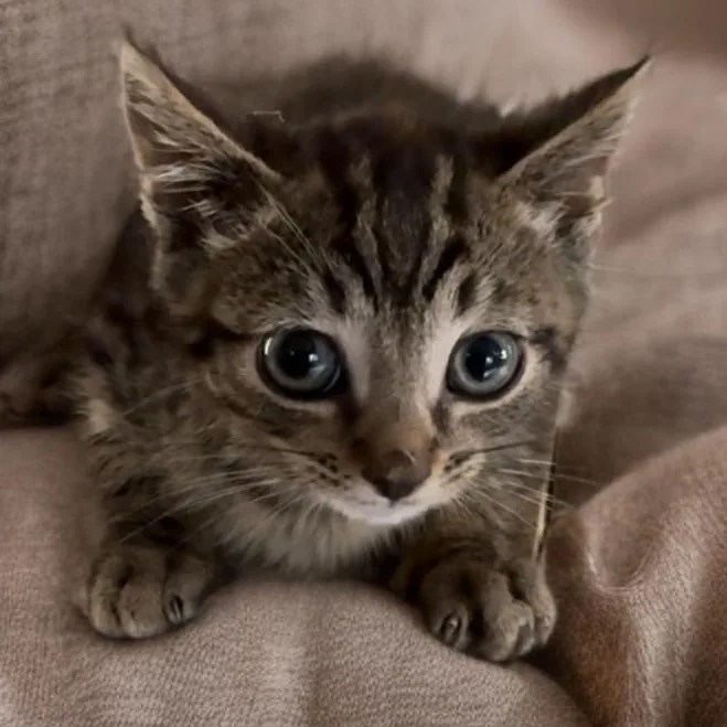 Fletcher thumbnail 2