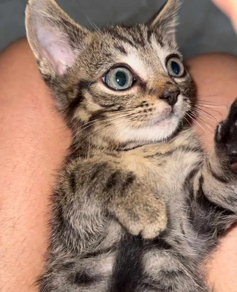 Fletcher thumbnail 3