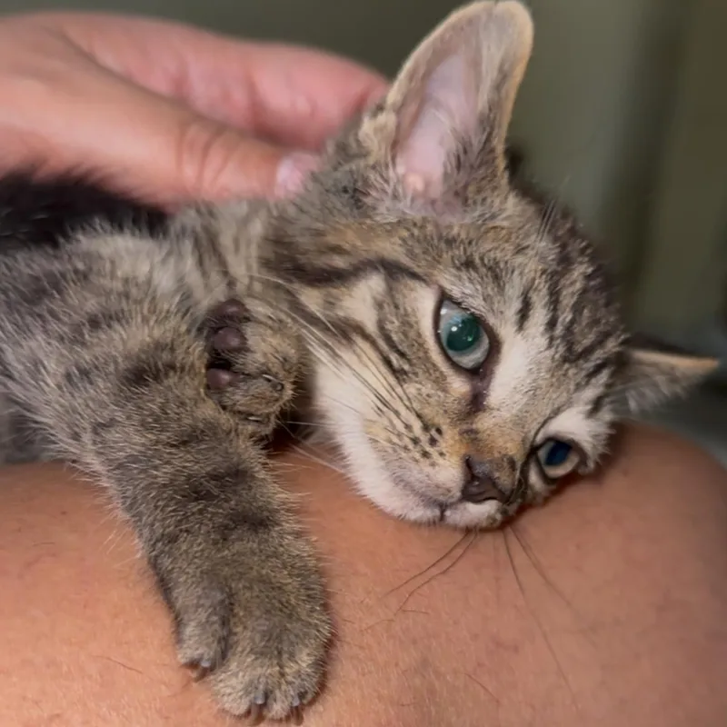 Fletcher thumbnail 4