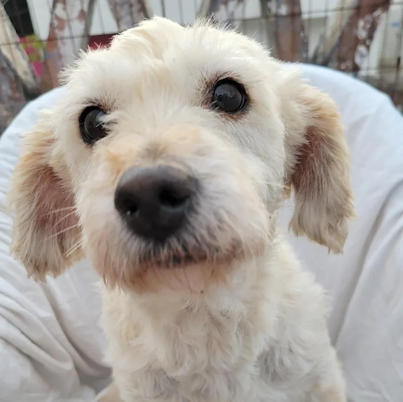 An adult small-sized female White / Cream Miniature Poodle dog named Margarita for adoption in Sherwood, OR
