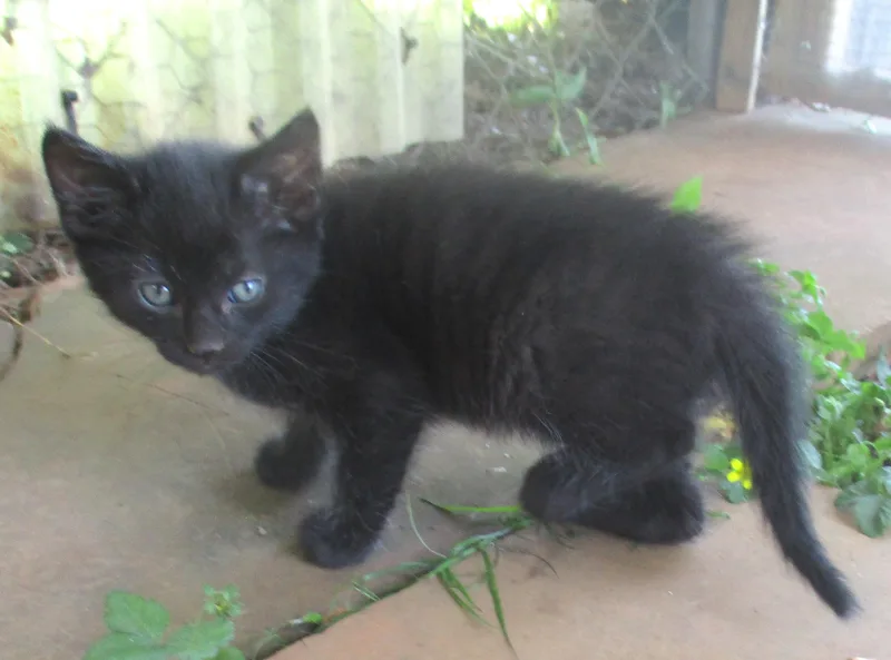 Onyx