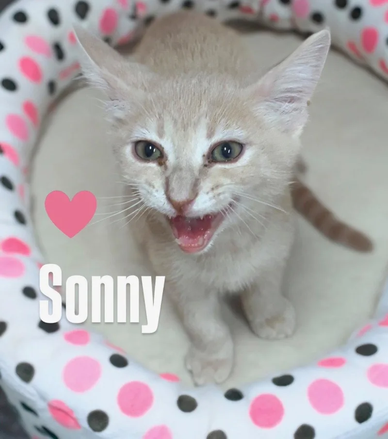 Sonny thumbnail 2