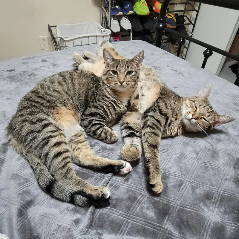 An adult large-sized male Tabby (Brown / Chocolate) Domestic Short Hair cat named Kit Kat for adoption in miami, FL
