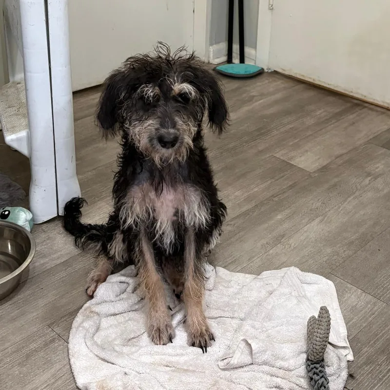 A young medium-sized female Black Terrier dog named Lucy XXIV for adoption in Little Rock, AR