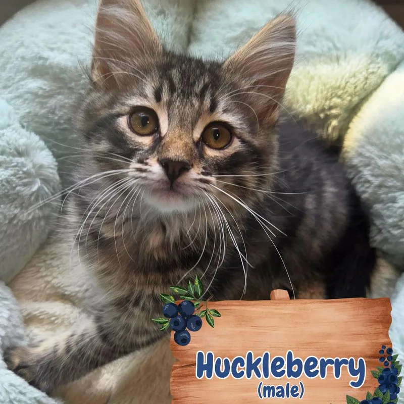 A baby small-sized male Brown / Chocolate Domestic Long Hair cat named Huckleberry for adoption in Wind Gap, PA