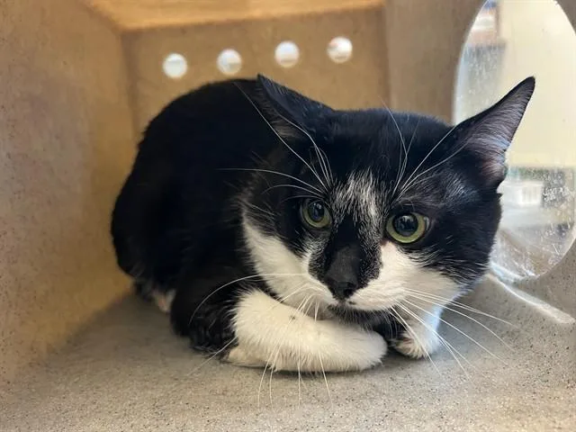 A young small-sized male Domestic Short Hair cat named Bailey for adoption in Lancaster, CA