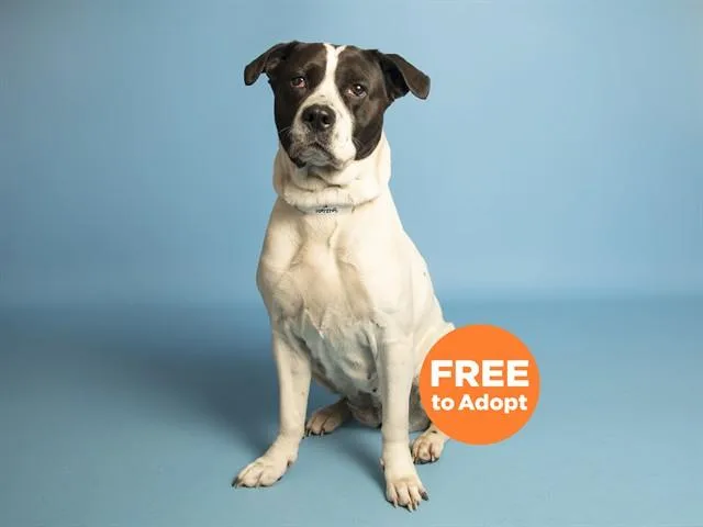An adult large-sized female American Bulldog dog named Violet for adoption in Phoenix, AZ