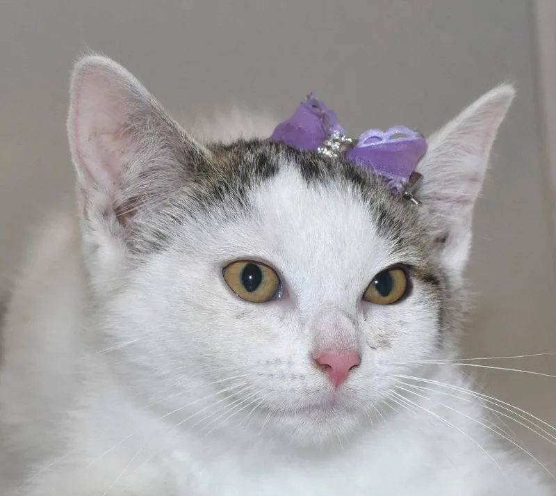 A baby large-sized female Domestic Short Hair cat named Cayenne for adoption in Springfield, OH