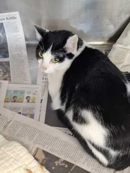 An adult small-sized female Domestic Short Hair cat named Zola for adoption in Sevierville, TN