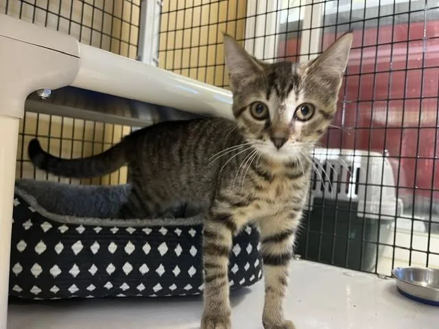 A young small-sized female Tabby (Buff / Tan / Fawn) Domestic Short Hair cat named Cayenne for adoption in Grosse Ile, MI