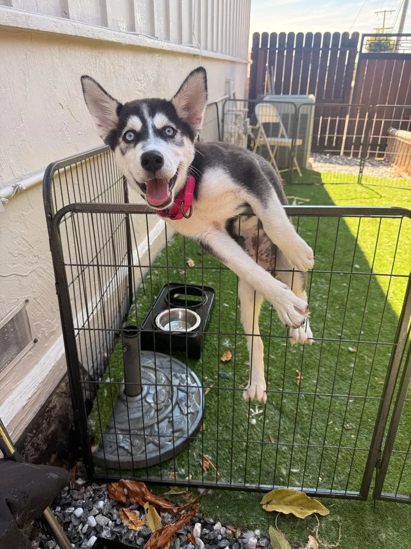 A baby medium-sized female Siberian Husky dog named Chrissy for adoption in Walnut Creek, CA