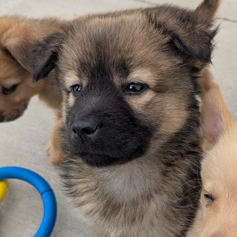 A baby medium-sized female Mixed Breed dog named Strawberry for adoption in Fenton, MI