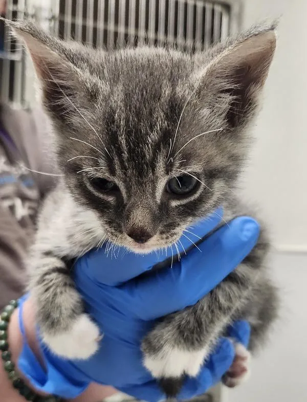 A baby medium-sized male Domestic Short Hair cat named Up  Bonded W for adoption in Silverdale, WA