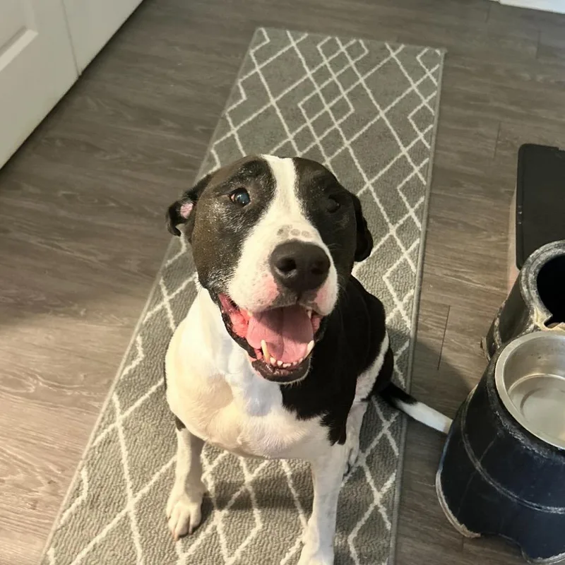 Diesel