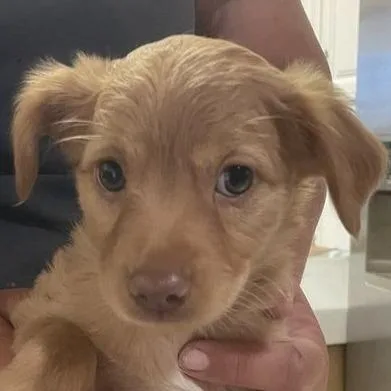 A baby small-sized female Yellow / Tan / Blond / Fawn Mixed Breed dog named Denali for adoption in Hemet, CA