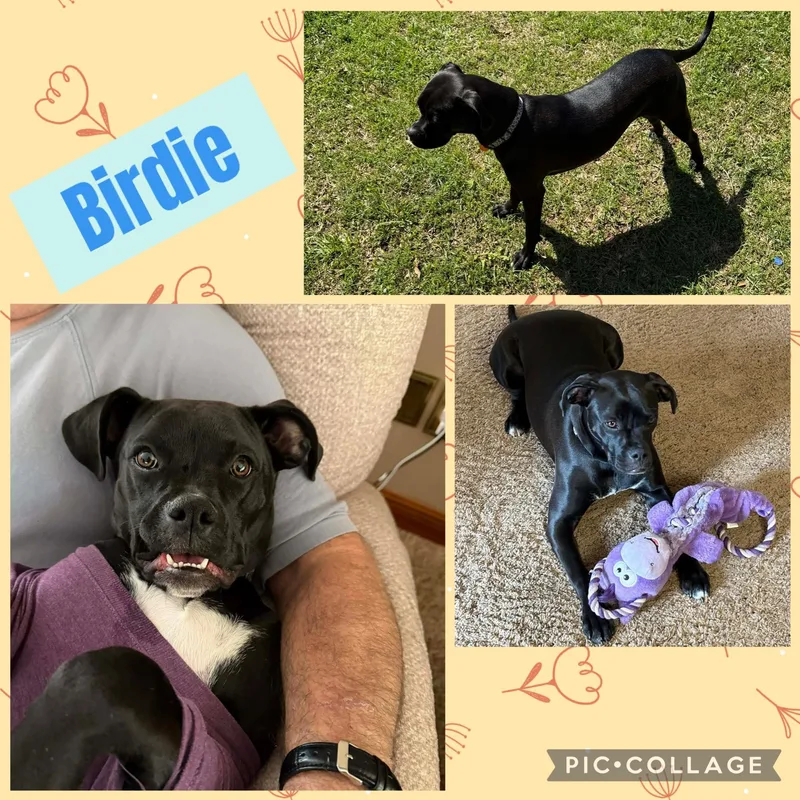 A young medium-sized female Black Boxer dog named Birdie for adoption in Ringwood, NJ
