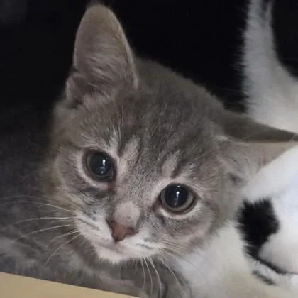 A baby small-sized female Domestic Short Hair cat named Gracie for adoption in Voorhees, NJ