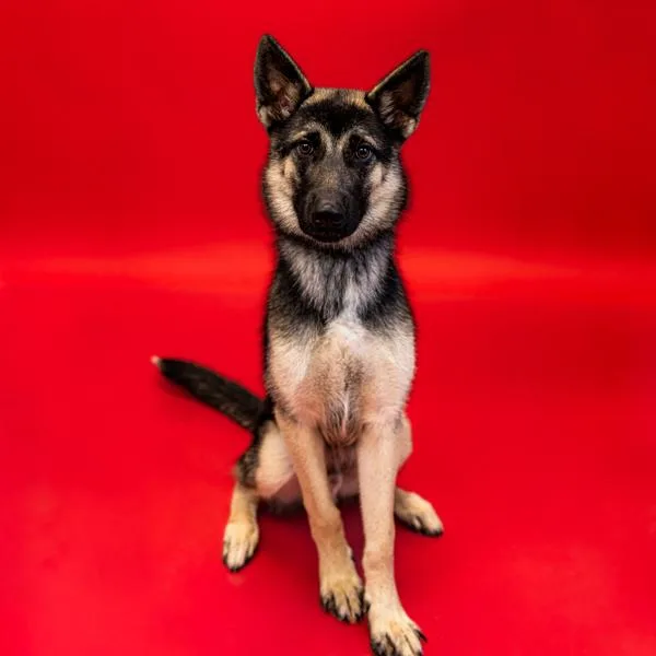 A young large-sized male German Shepherd Dog dog named Pen Cody for adoption in Lawrenceville, GA