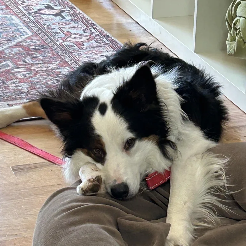 Oscar