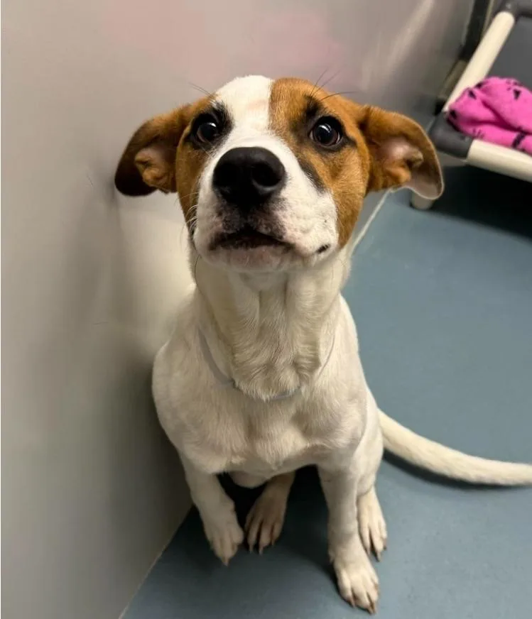 A young medium-sized female Tricolor (Brown, Black, & White) American Staffordshire Terrier dog named Cece for adoption in Sedalia, CO