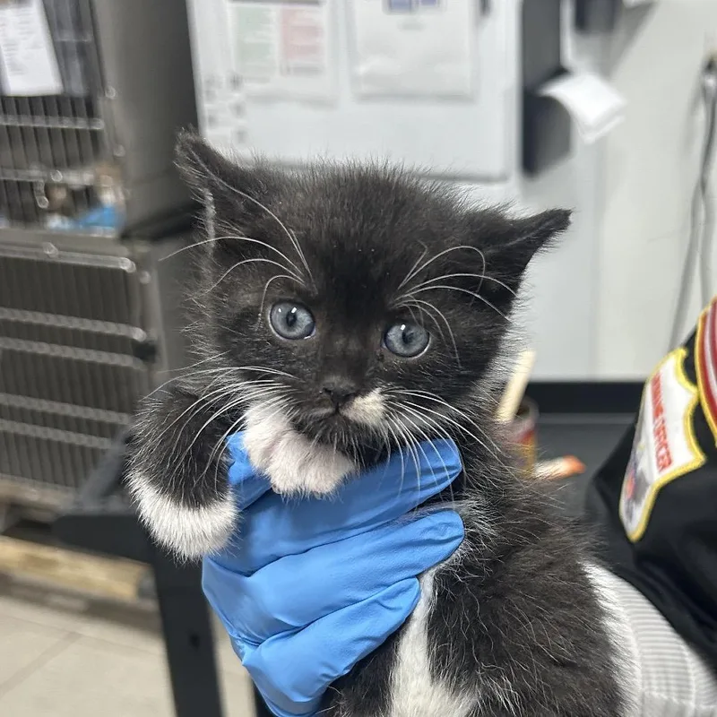 A baby small-sized male Gray / Blue / Silver Domestic Short Hair cat named Binx for adoption in Newark, NJ