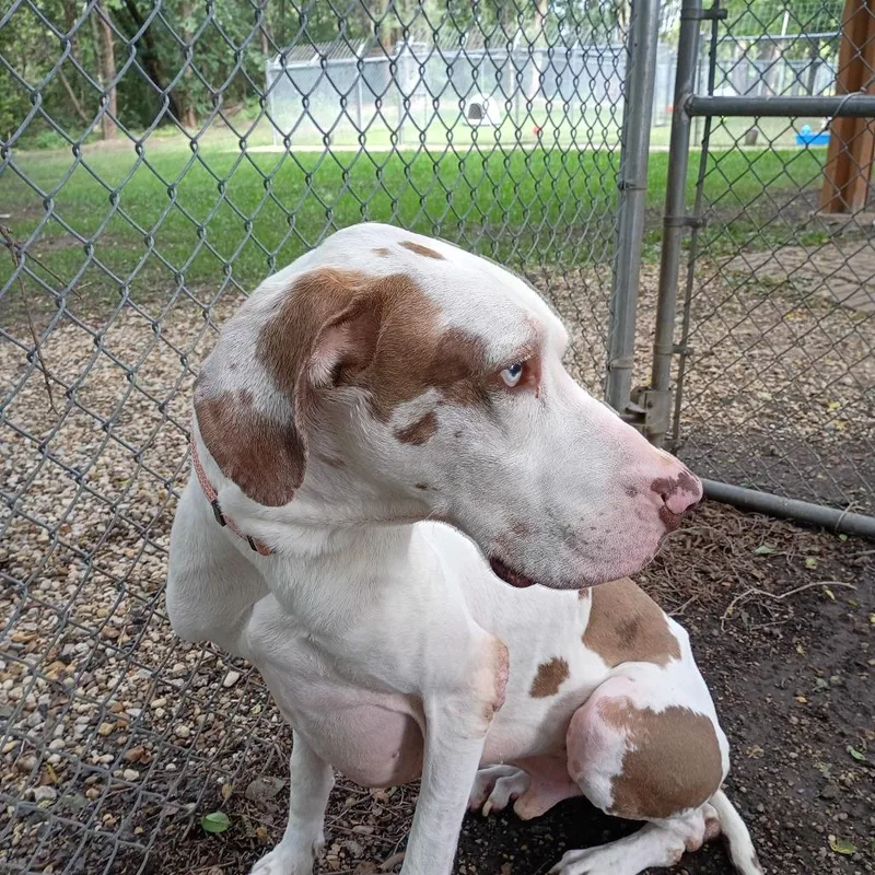 An adult extra large-sized male White / Cream Great Dane dog named #37 for adoption in Pekin, IL