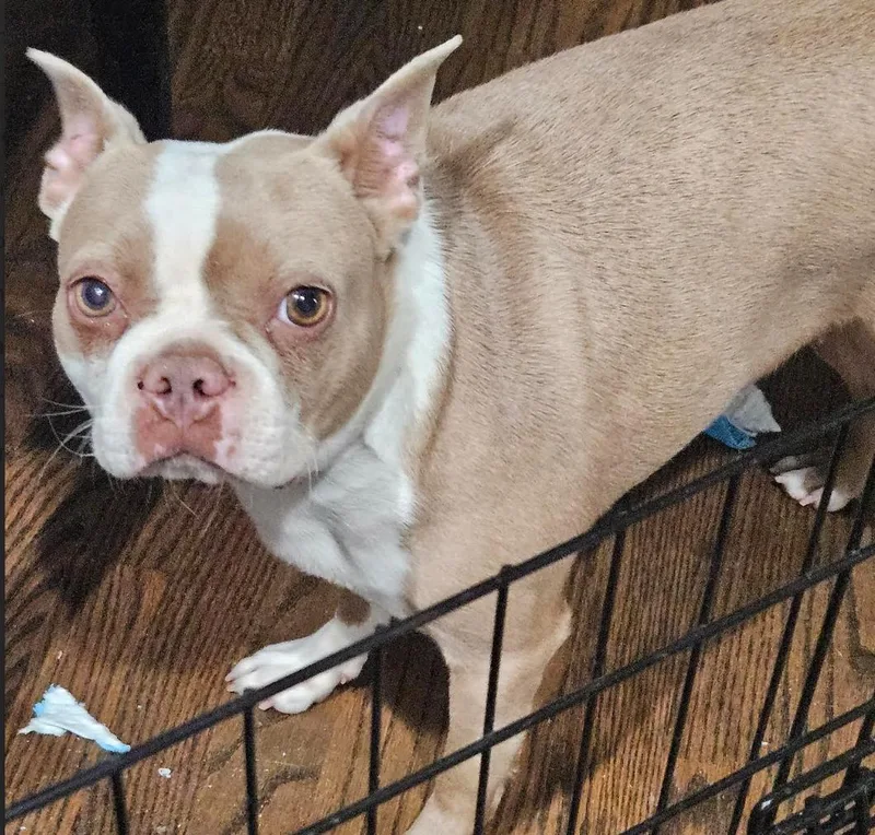 A young small-sized female Yellow / Tan / Blond / Fawn Boston Terrier dog named Dumpling for adoption in Twin lakes, WI