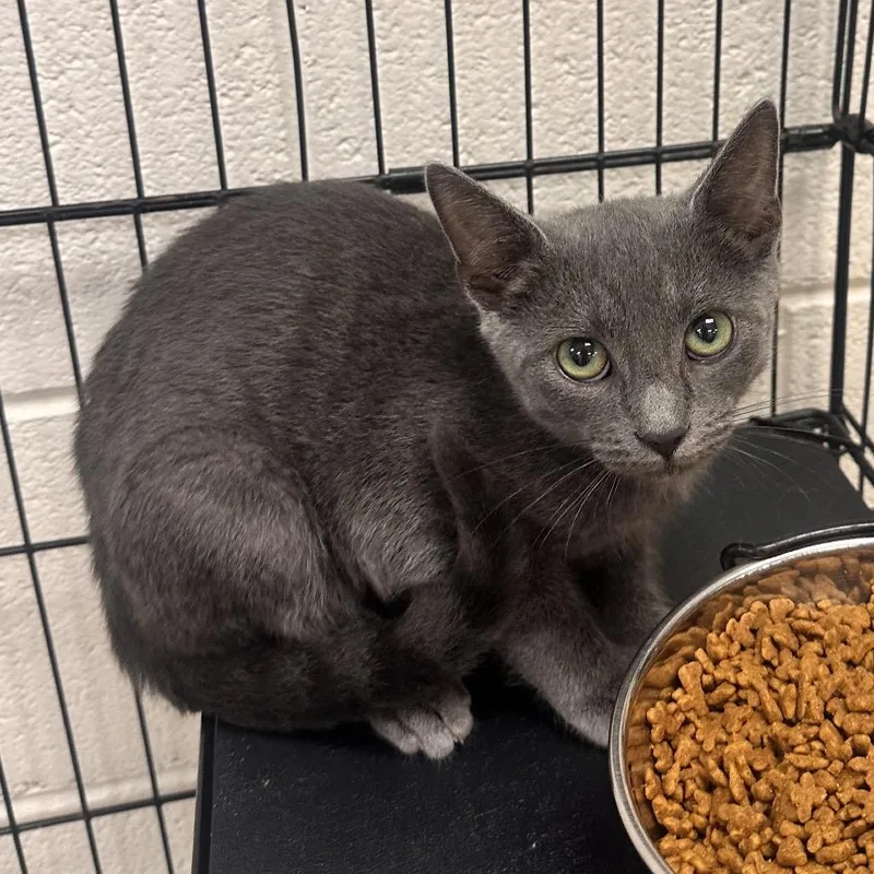 A baby small-sized male Gray / Blue / Silver Domestic Short Hair cat named Jose for adoption in Rocky Mount, VA