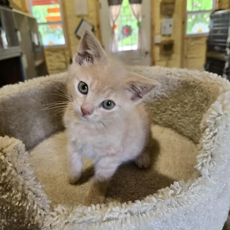 Biscuit