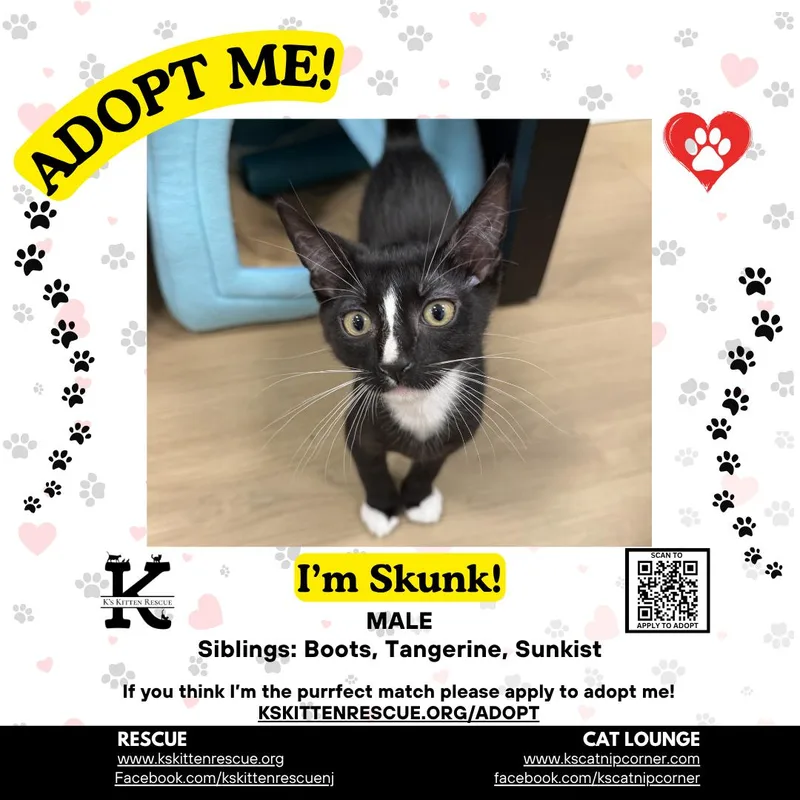 A baby medium-sized male Black & White / Tuxedo Domestic Short Hair cat named Skunk for adoption in Brick, NJ