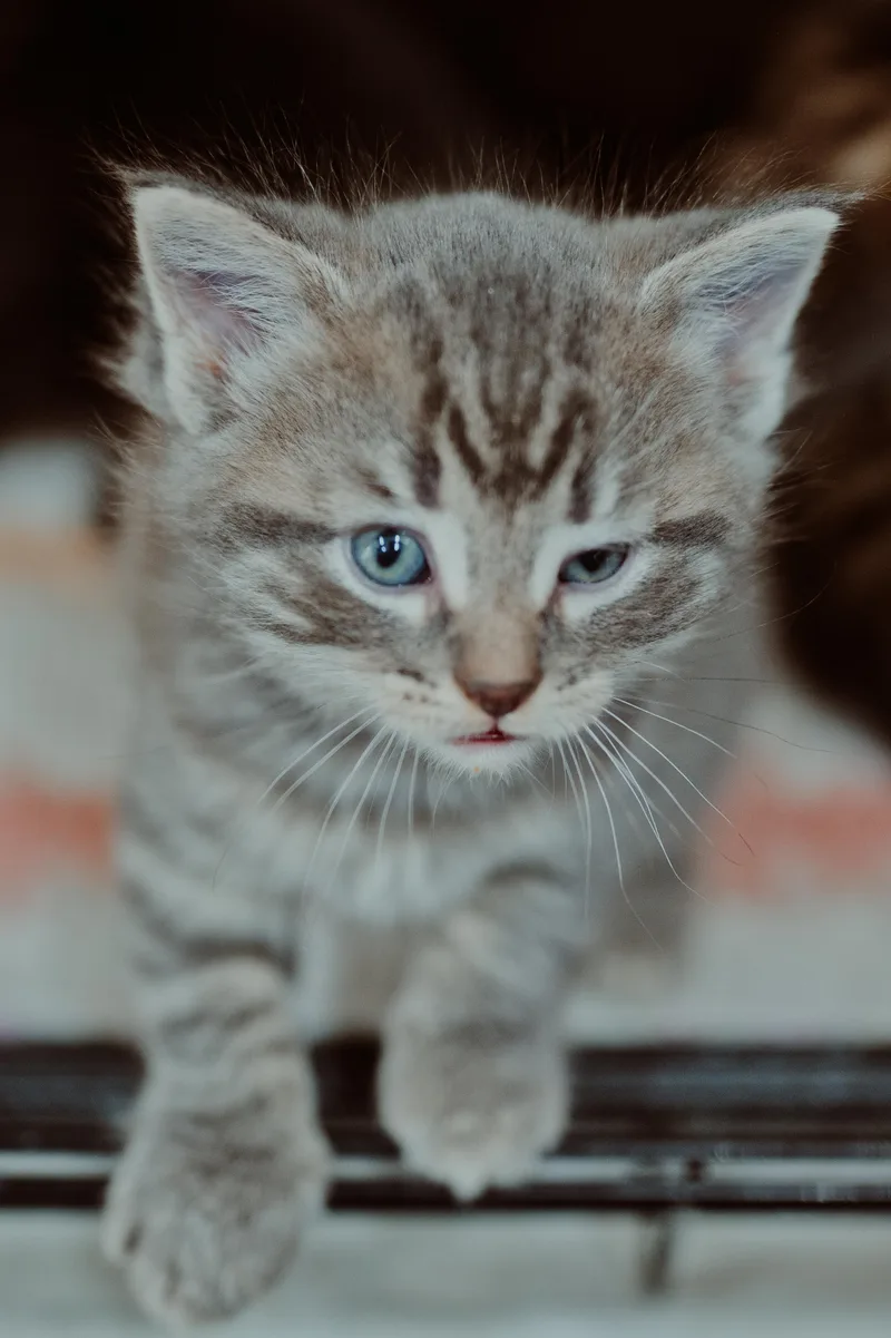 A baby small-sized female Domestic Medium Hair cat named Alicent for adoption in Le Mars, IA