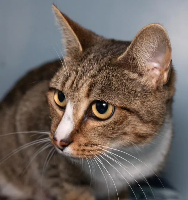 A young medium-sized female Domestic Short Hair cat named Lulu for adoption in Boston, MA