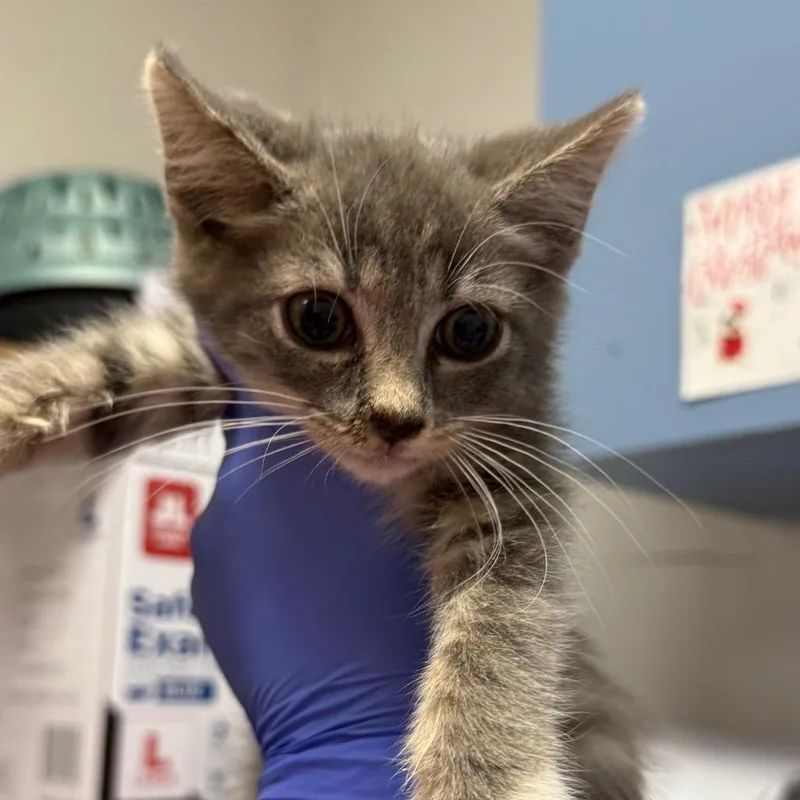 A baby small-sized female Gray / Blue / Silver Domestic Medium Hair cat named Katie for adoption in Charleston, WV