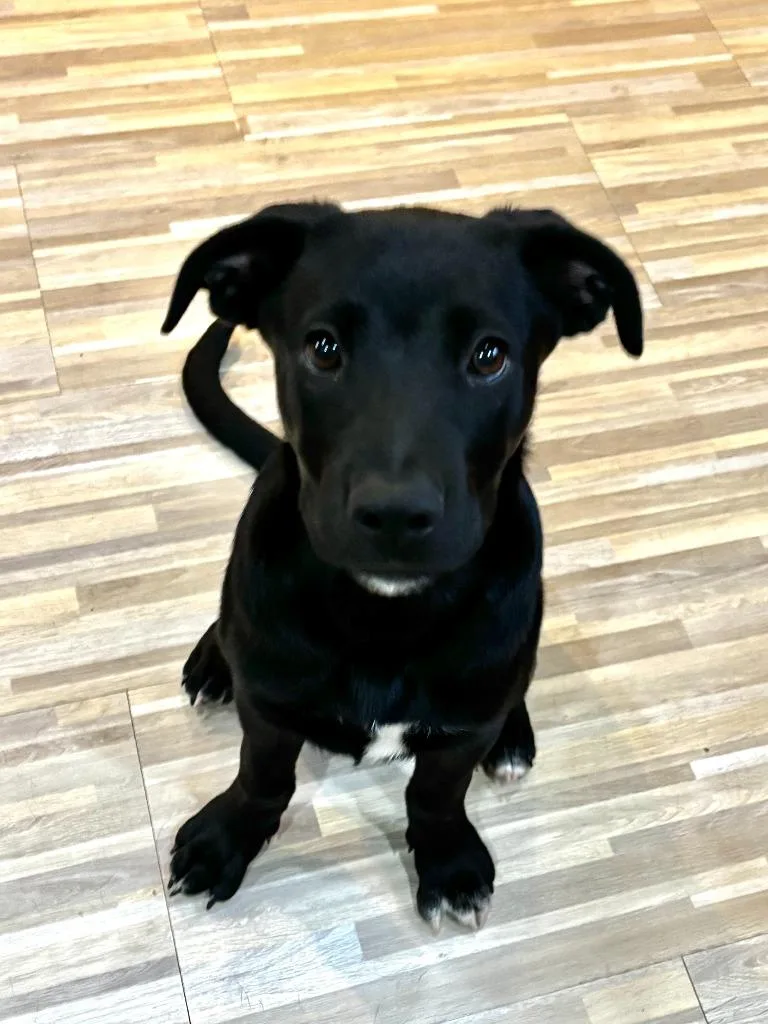 Bo