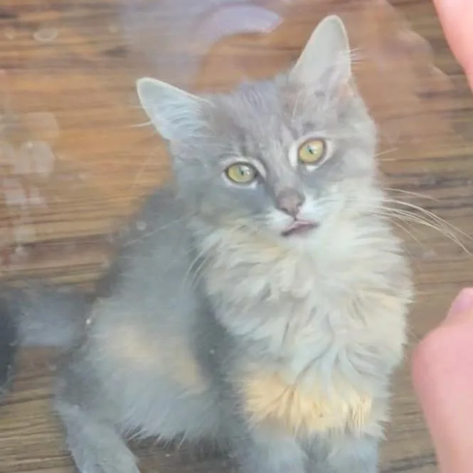 A baby small-sized female Gray / Blue / Silver Domestic Medium Hair cat named Celeste for adoption in Columbia, MO