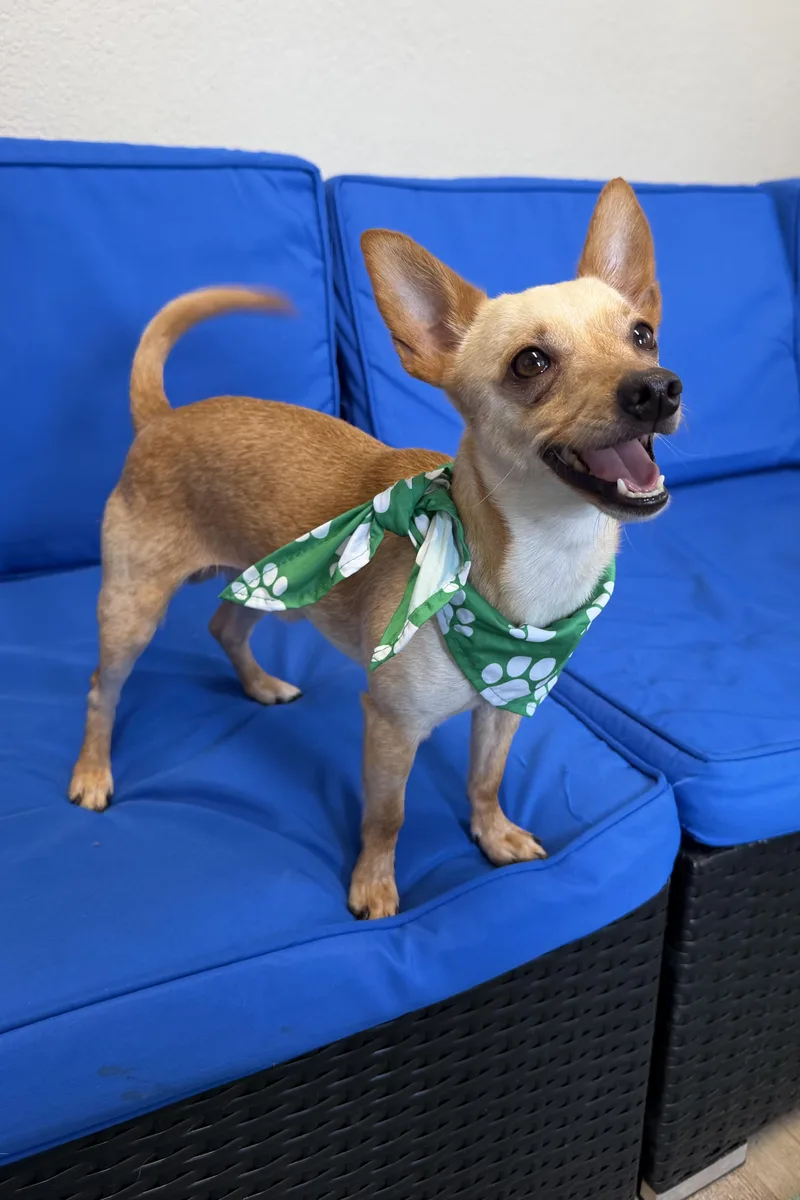 An adult small-sized male Chihuahua dog named Chance for adoption in Plant City, FL