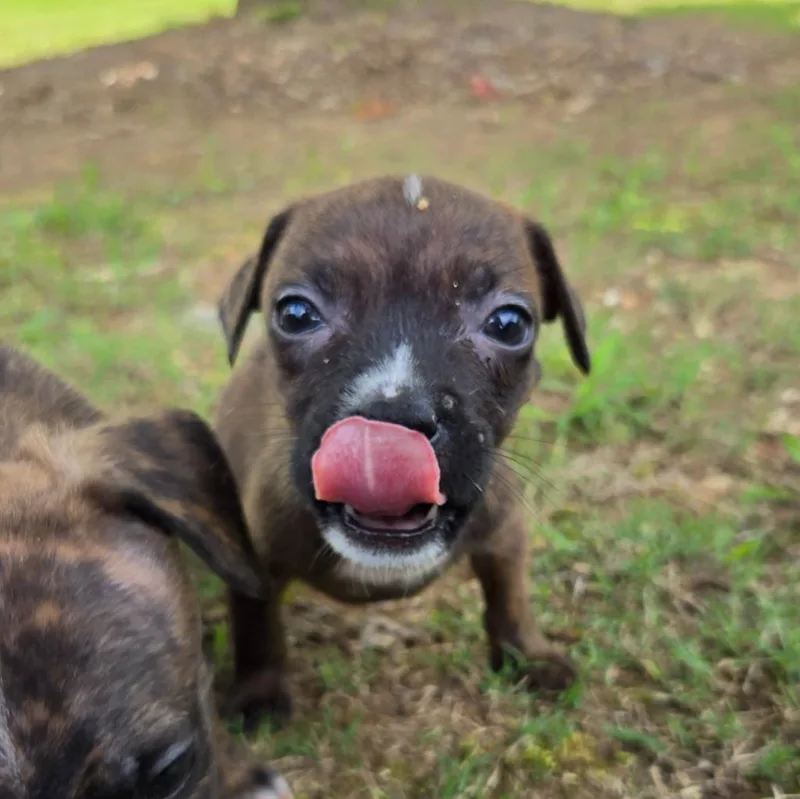 A baby medium-sized female Mixed Breed dog named Remy for adoption in Douglasville, GA