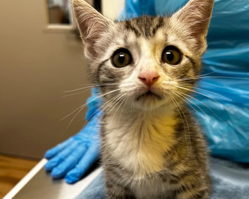 A baby small-sized male Tabby (Gray / Blue / Silver) Domestic Short Hair cat named Kakarot for adoption in Raleigh, NC