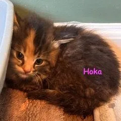 A baby medium-sized female Tortoiseshell cat named Hoka for adoption in Carneys Point, NJ