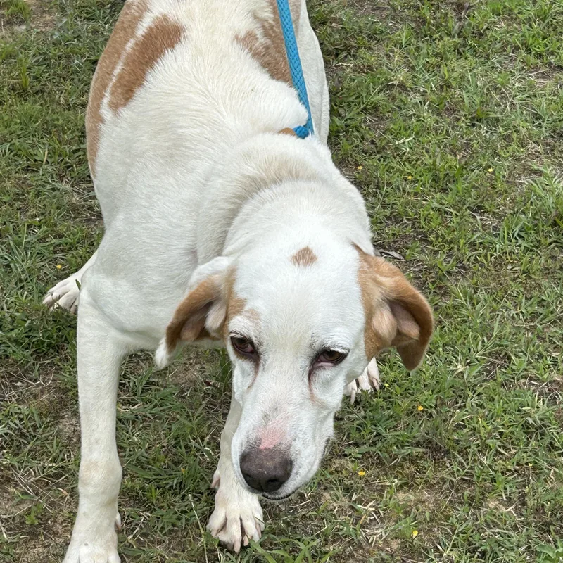 Marshmallow thumbnail 2