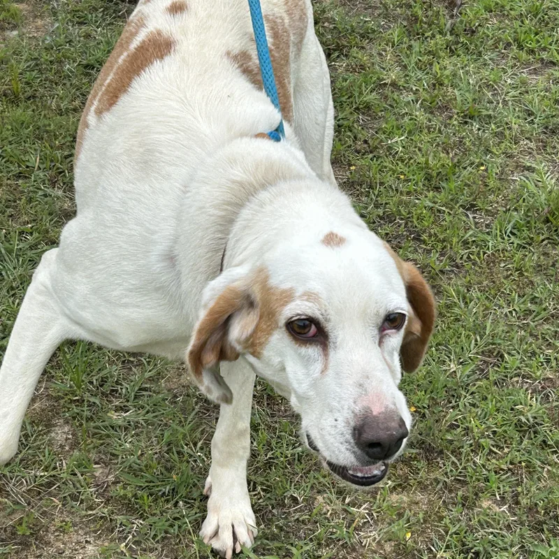 Marshmallow thumbnail 3