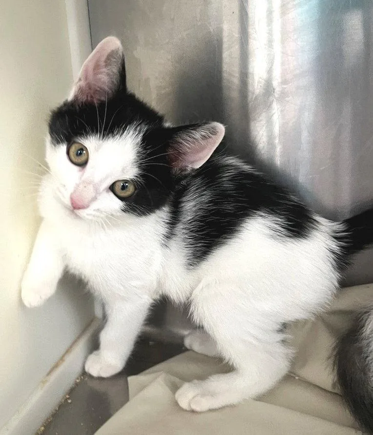 A baby medium-sized female Black & White / Tuxedo Domestic Short Hair cat named Wanda for adoption in Carrollton, GA